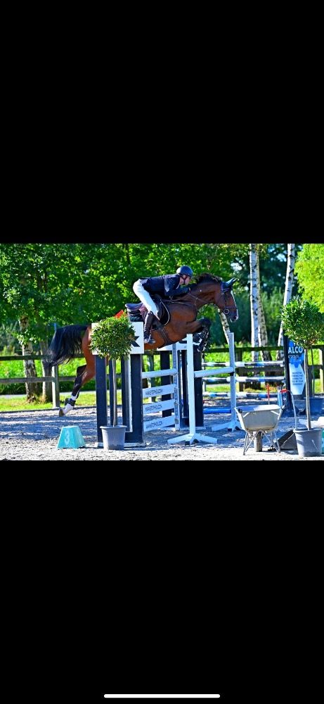 Ideaal amateur paard
