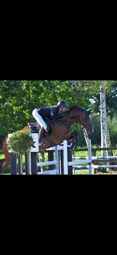 Zangersheide springpaard Merrie 8 jaar Bruin te koop - Foto 2