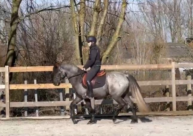 BWP springpony Ruin 3 years old Schimmel for sale - Photo 5