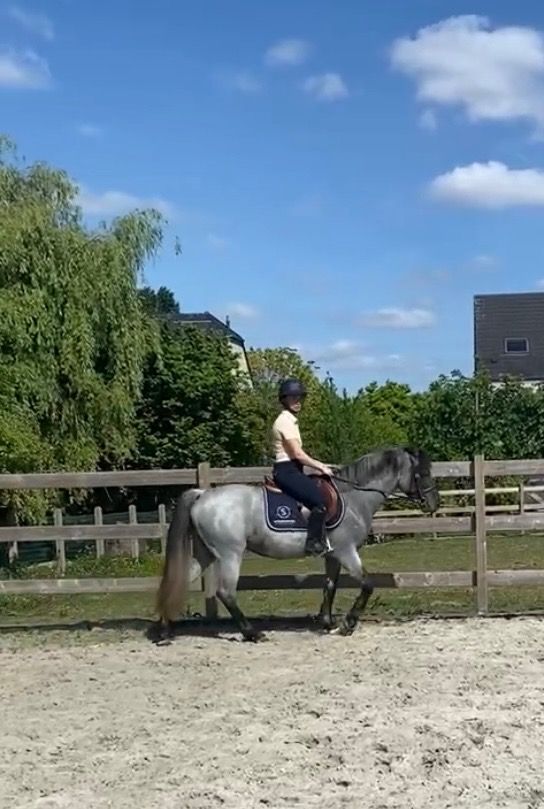 BWP springpony Ruin 3 years old Schimmel for sale - Photo 6