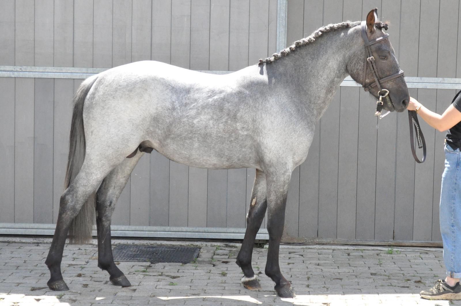 Beau poney BRP