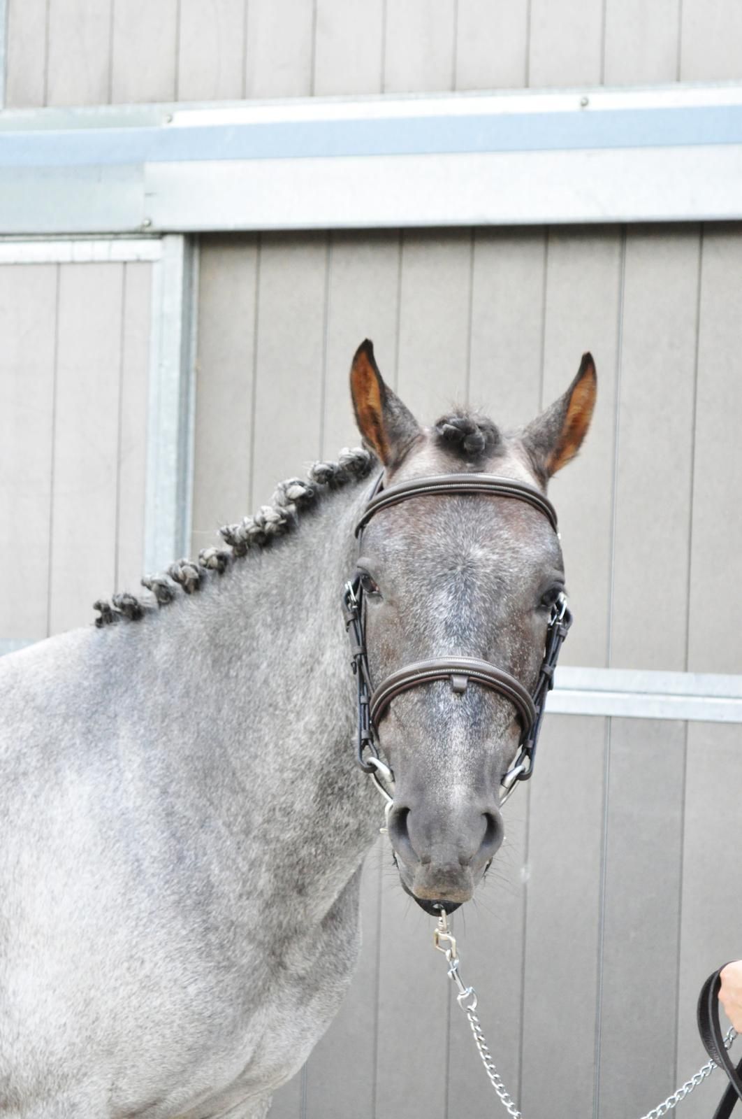 BWP springpony Ruin 3 years old Schimmel for sale - Photo 3