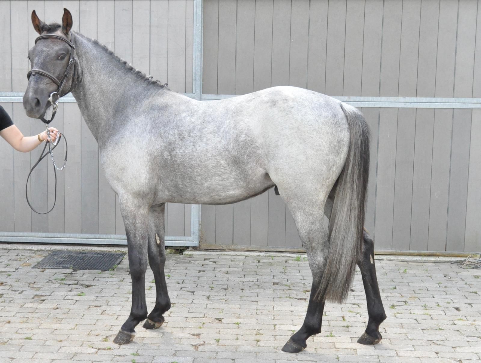 BWP springpony Ruin 3 years old Schimmel for sale - Photo 2