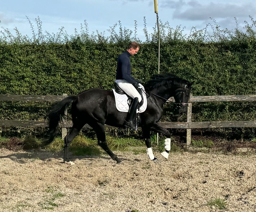 BWP dressuurpaard Merrie 5 years old Zwart for sale - Photo 5