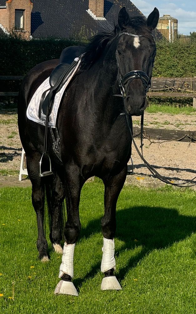BWP dressuurpaard Merrie 5 years old Zwart for sale - Photo 4