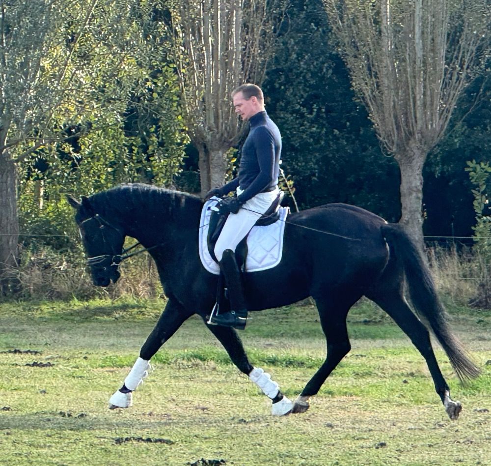 BWP dressuurpaard Merrie 5 years old Zwart for sale - Photo 3
