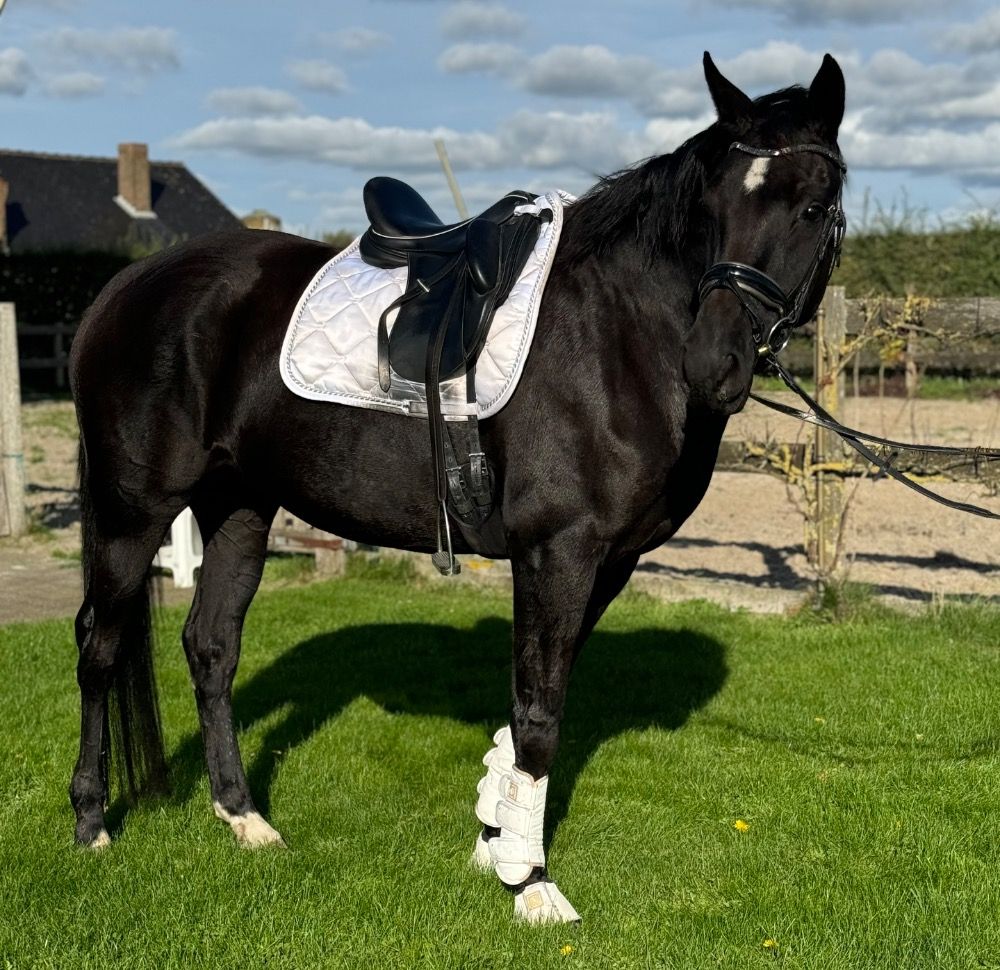 BWP dressuurpaard Merrie 5 years old Zwart for sale - Photo 2
