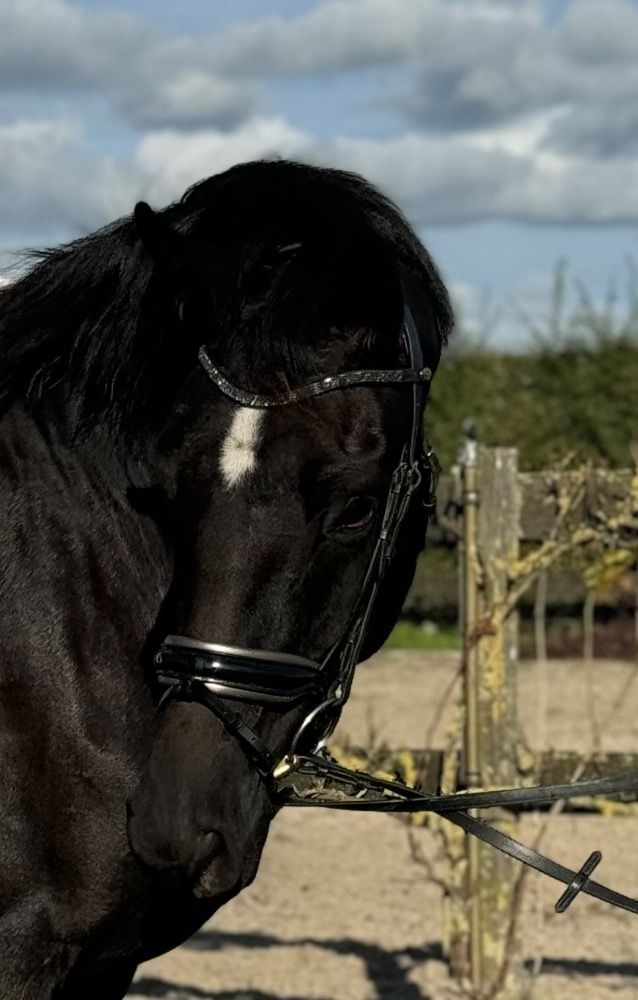BWP dressuurpaard Merrie 5 years old Zwart for sale - Main photo