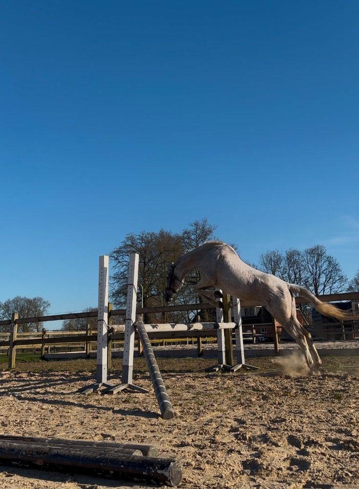 PRE allrounder Merrie 11 jaar Schimmel te koop - Foto 3