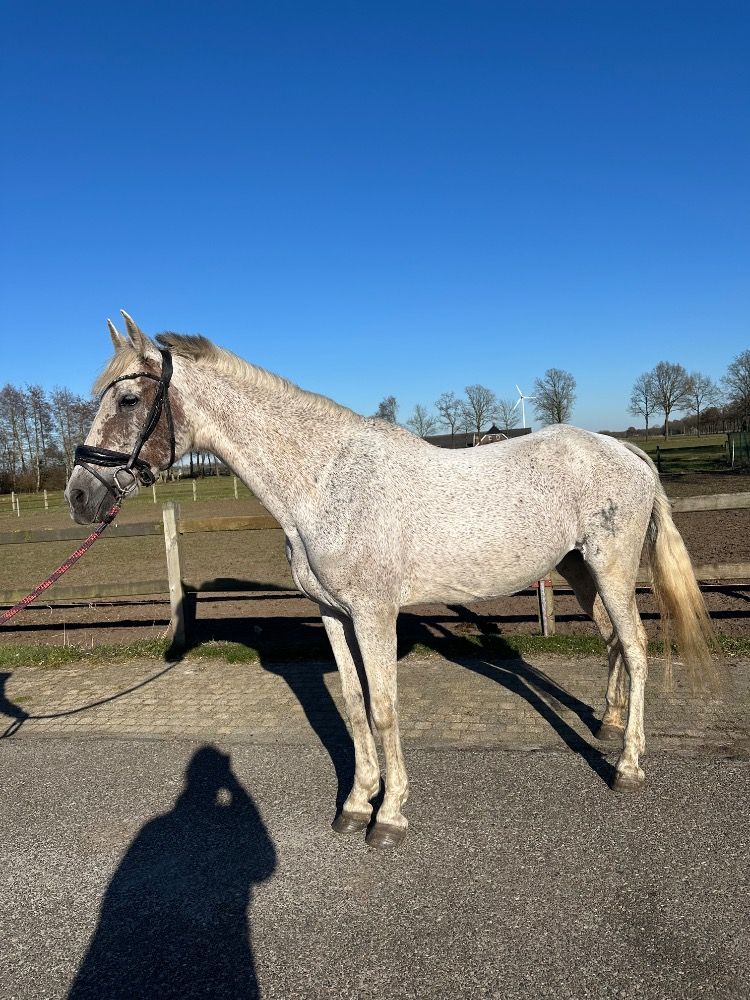 PRE allrounder Merrie 11 jaar Schimmel te koop - Foto 5