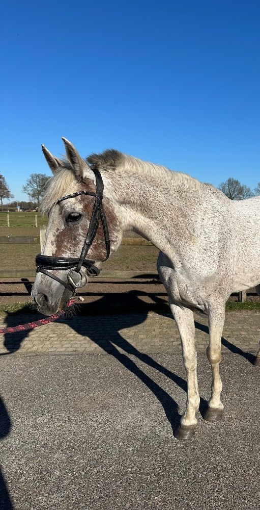 PRE allrounder Merrie 11 jaar Schimmel te koop - Foto 4