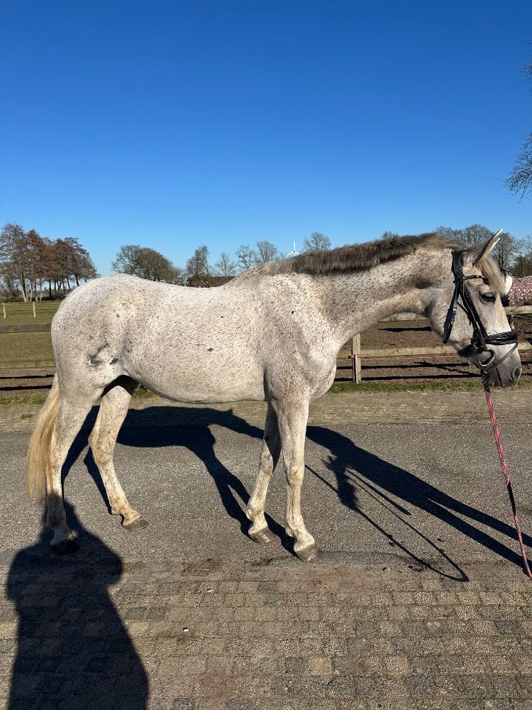 PRE allrounder Merrie 11 jaar Schimmel te koop - Foto 6