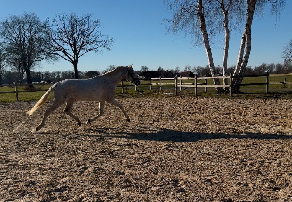 PRE allrounder Merrie 11 jaar Schimmel te koop - Foto 2