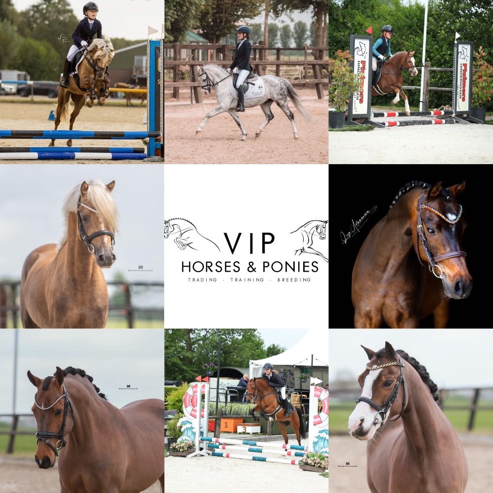 Meerdere fijne sport/kinder/bixie ponys B tot en met D maat
