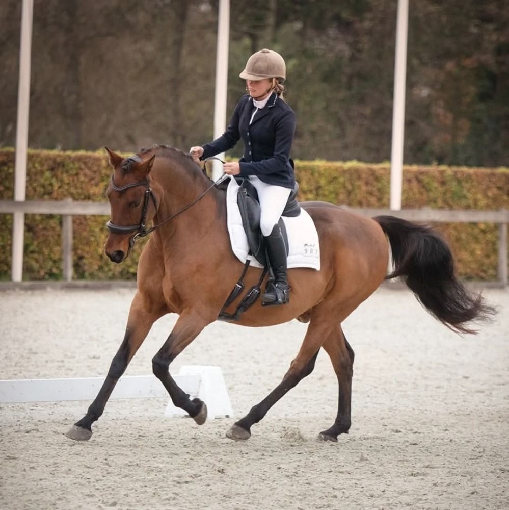 allrounder Ruin 14 jaar Bruin te koop - Hoofdfoto