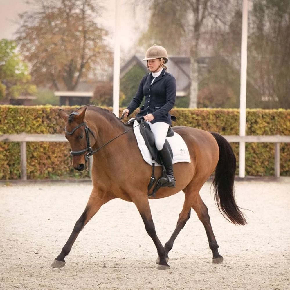 allrounder Ruin 14 jaar Bruin te koop - Foto 2