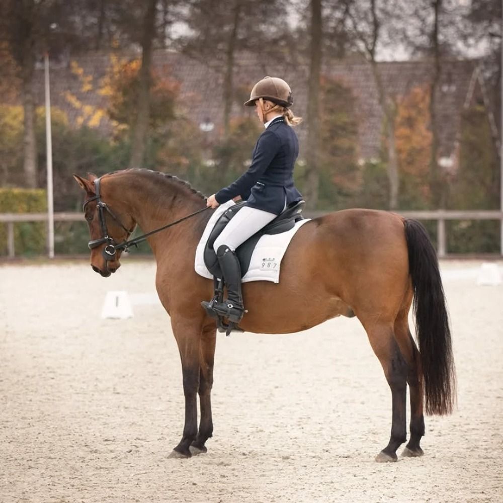allrounder Ruin 14 jaar Bruin te koop - Foto 3