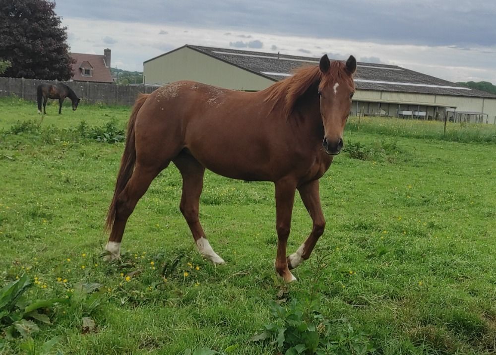 BWP dressuurpaard Merrie 4 ani Vos de vânzare - Foto 3