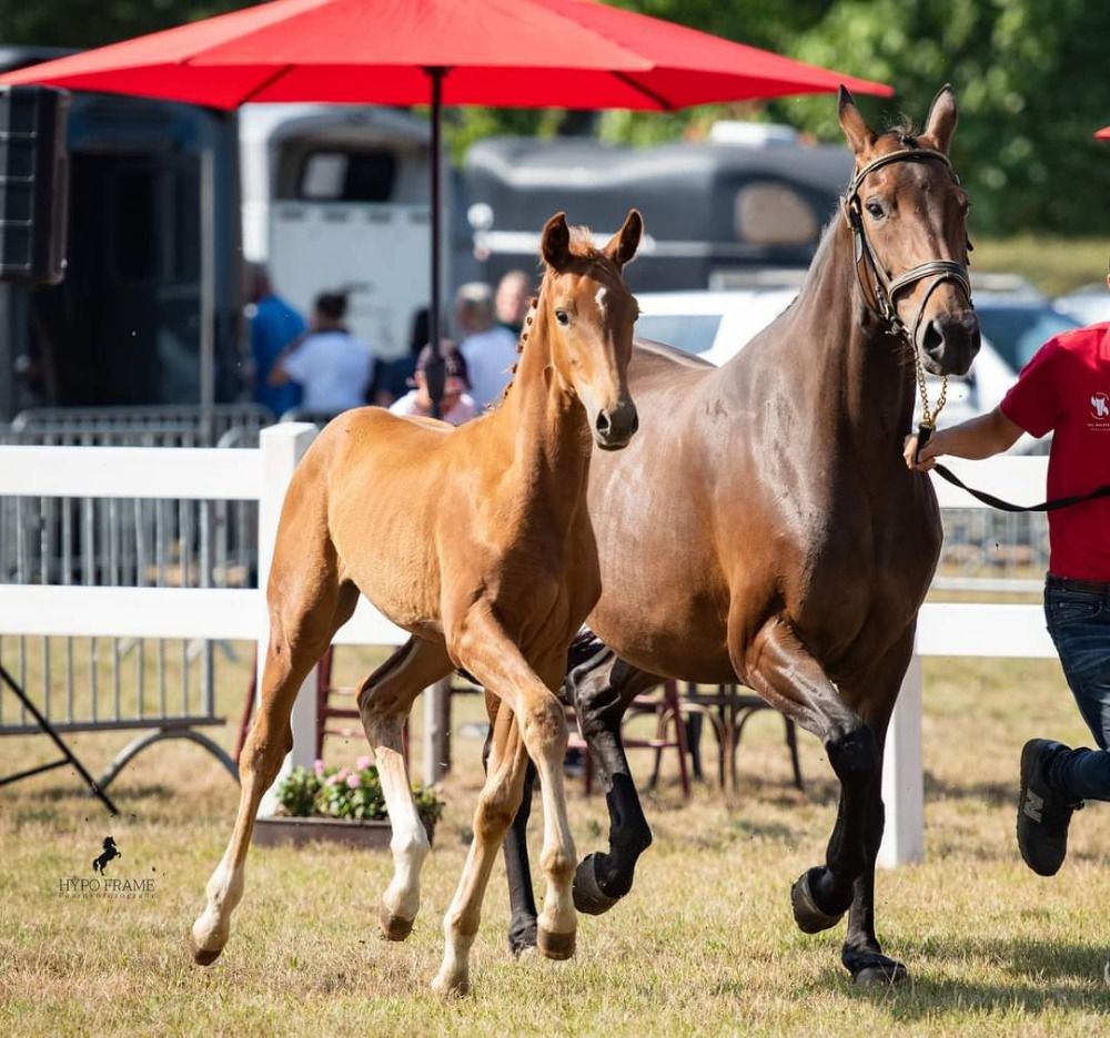 BWP dressuurpaard Merrie 4 ani Vos de vânzare - Foto 4