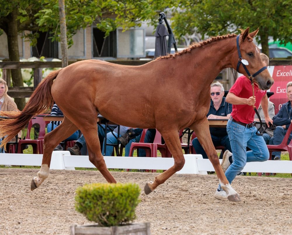 BWP dressuurpaard Merrie 4 ani Vos de vânzare - Foto 5