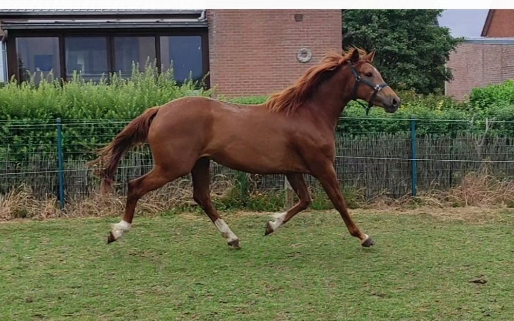 BWP dressuurpaard Merrie 4 ani Vos de vânzare - Foto 2