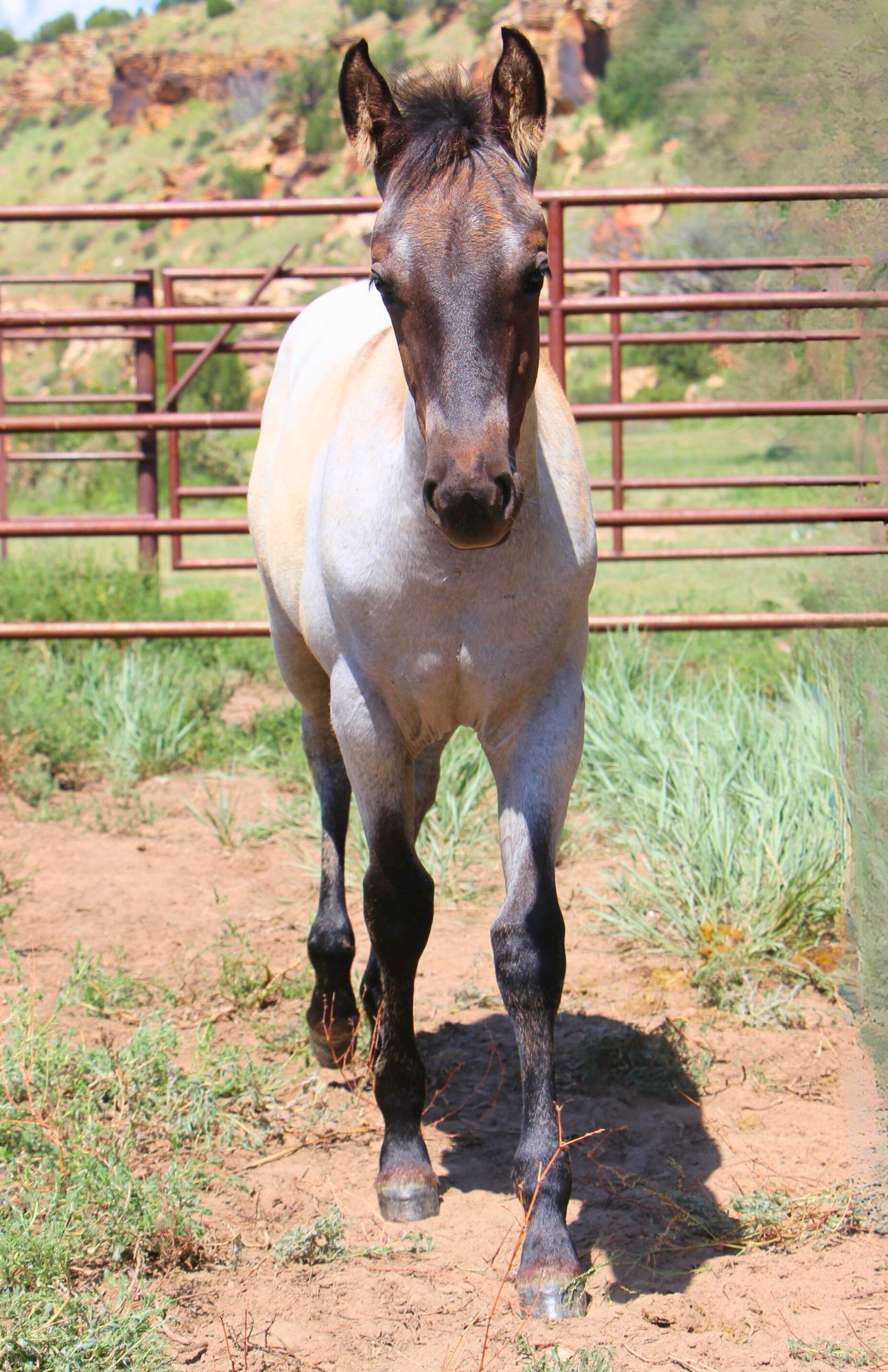 quarter-horse western-paard merrie 2 år till salu - Foto 2