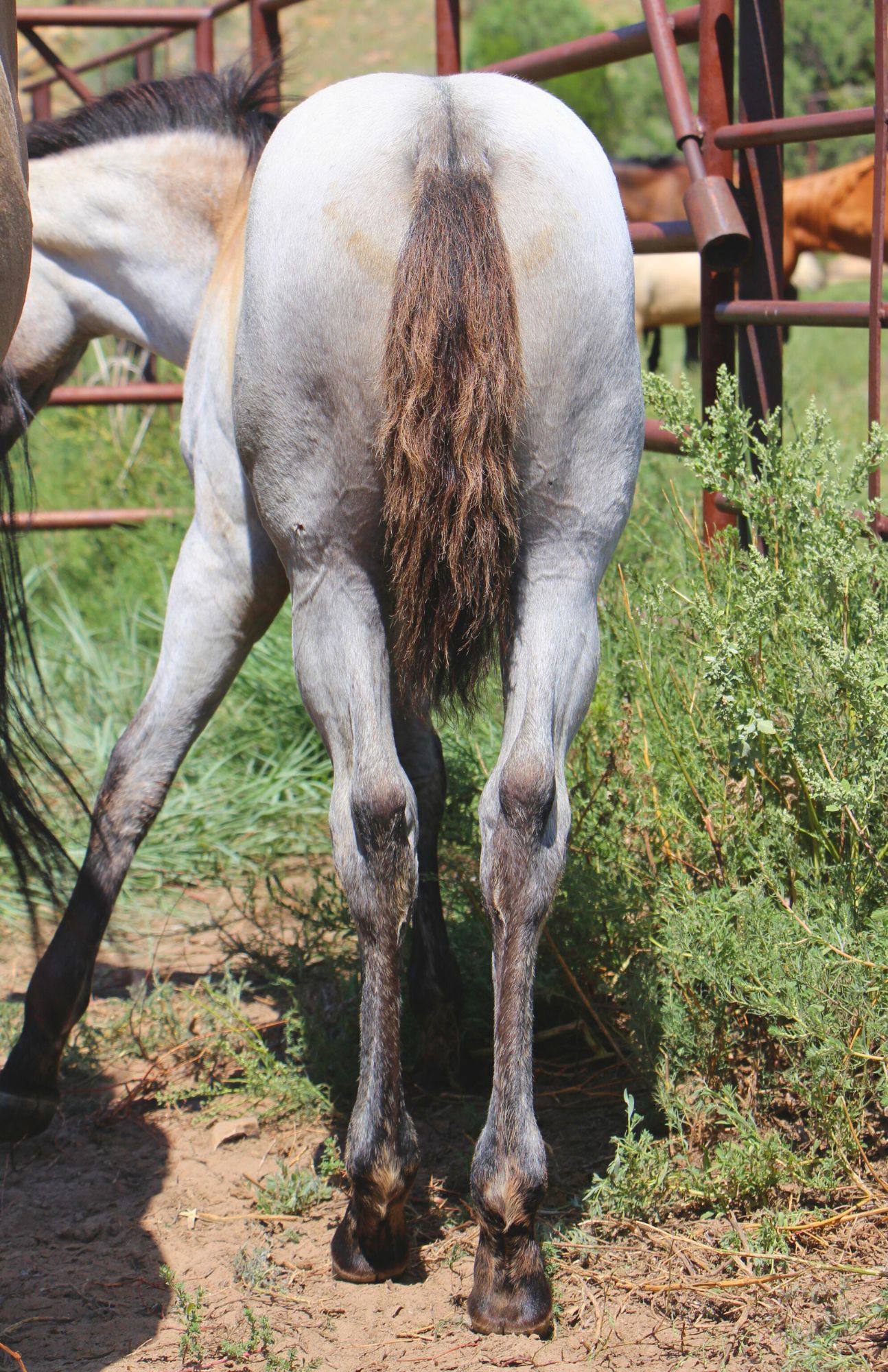 quarter-horse western-paard merrie 2 år till salu - Foto 3