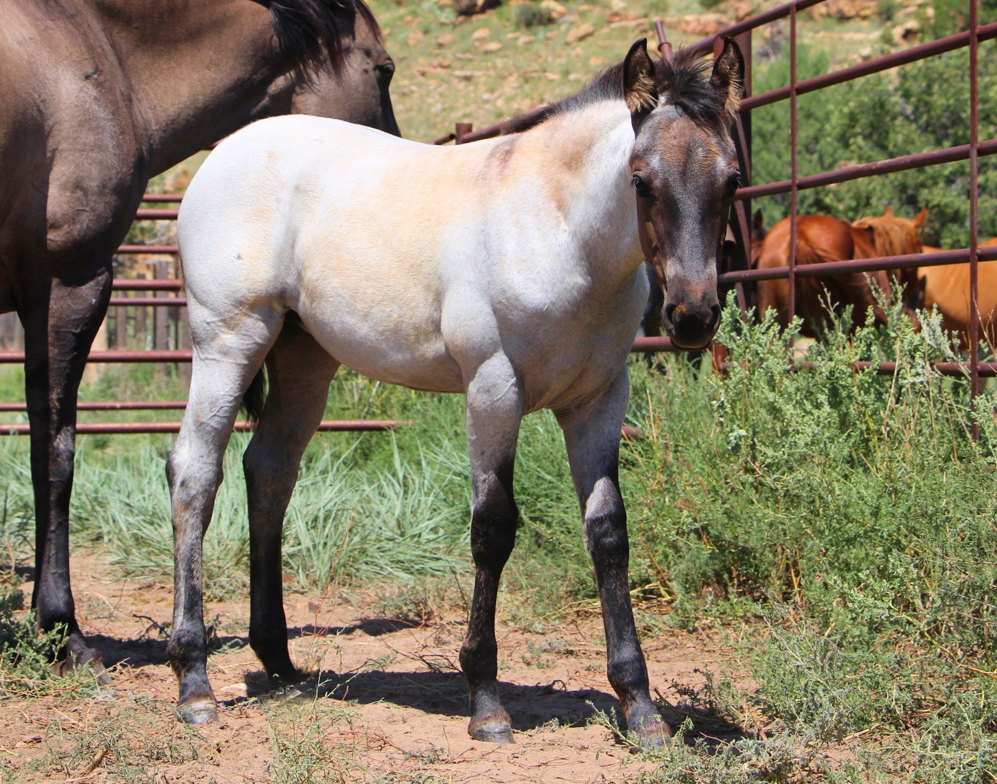 quarter-horse western-paard merrie 2 år till salu - Foto 4