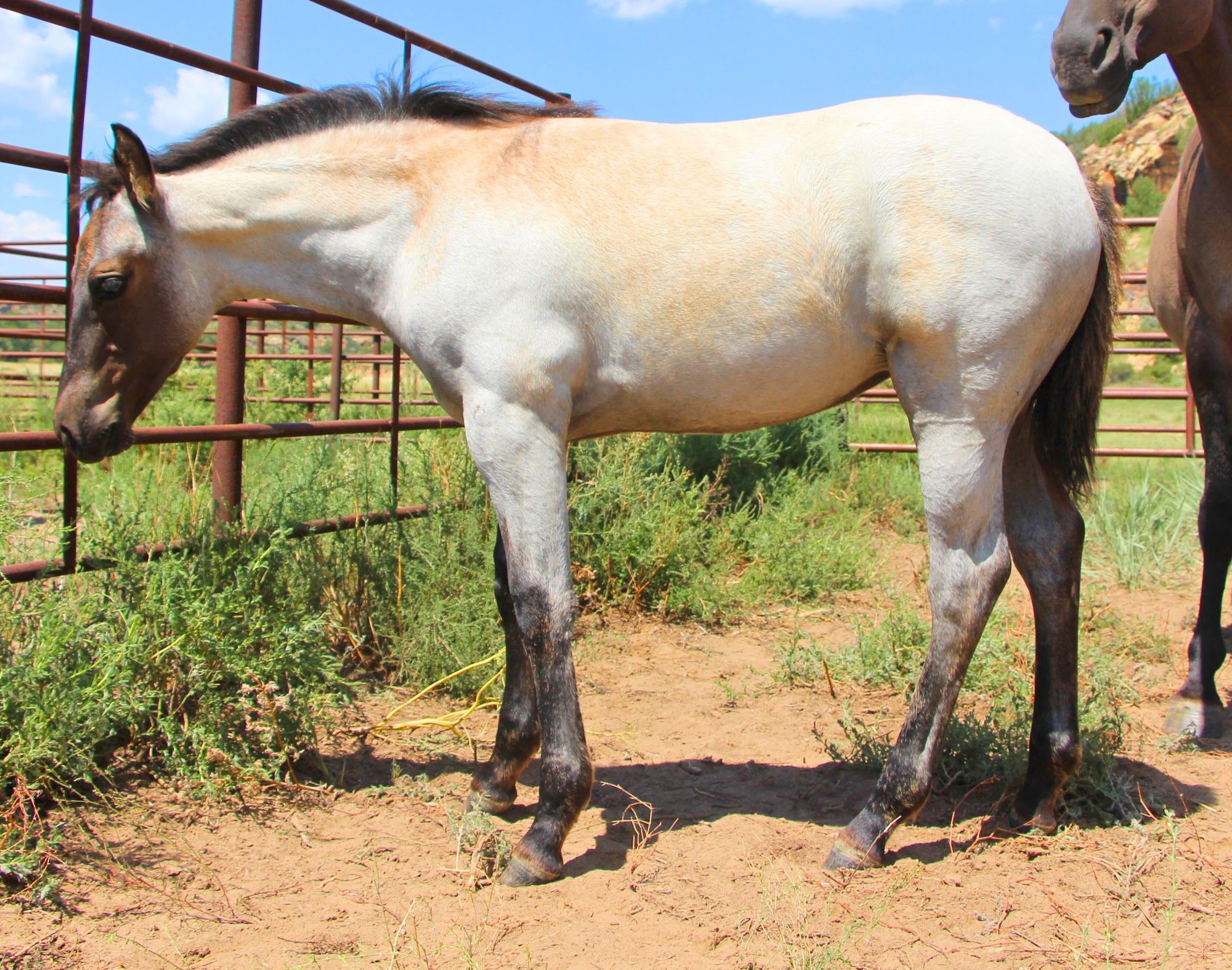 quarter-horse western-paard merrie 2 år till salu - Foto 5