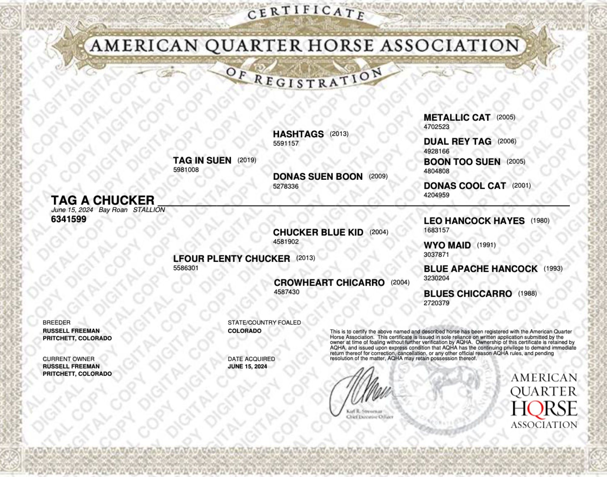 quarter-horse western-paard merrie 2 år till salu - Foto 6