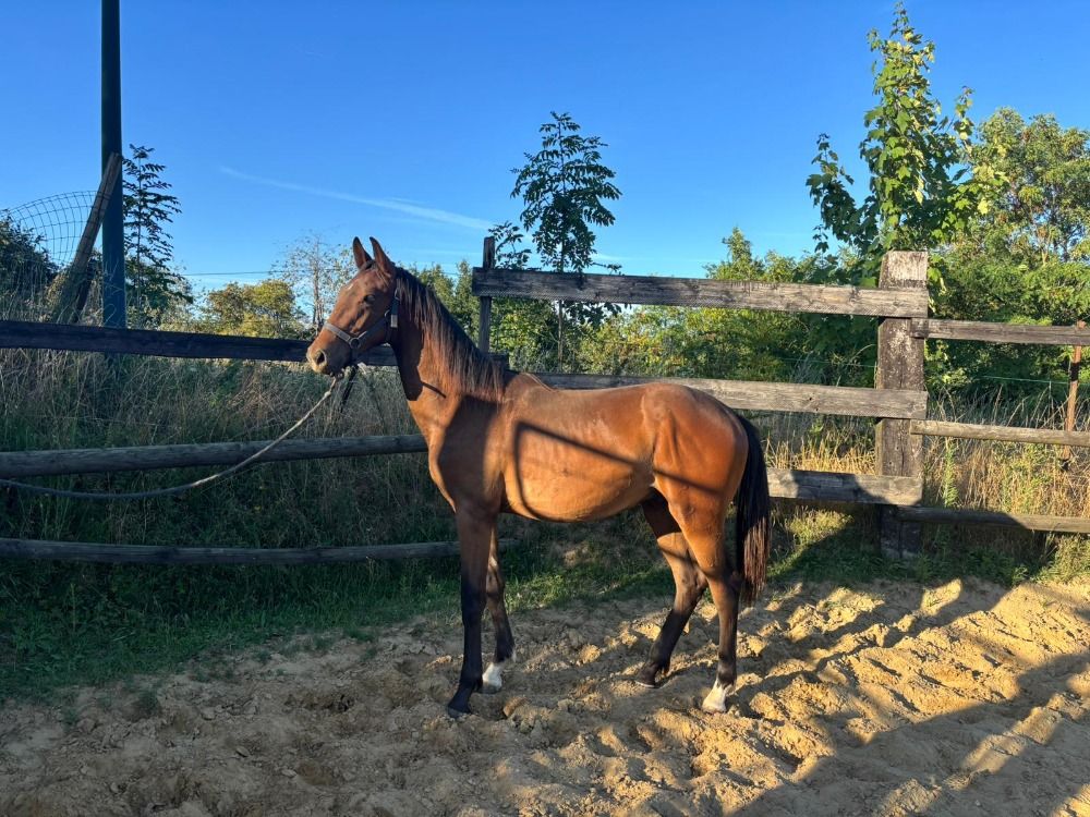 KWPN dressuurpaard Hengst 4 jaar Donkerbruin te koop - Foto 2