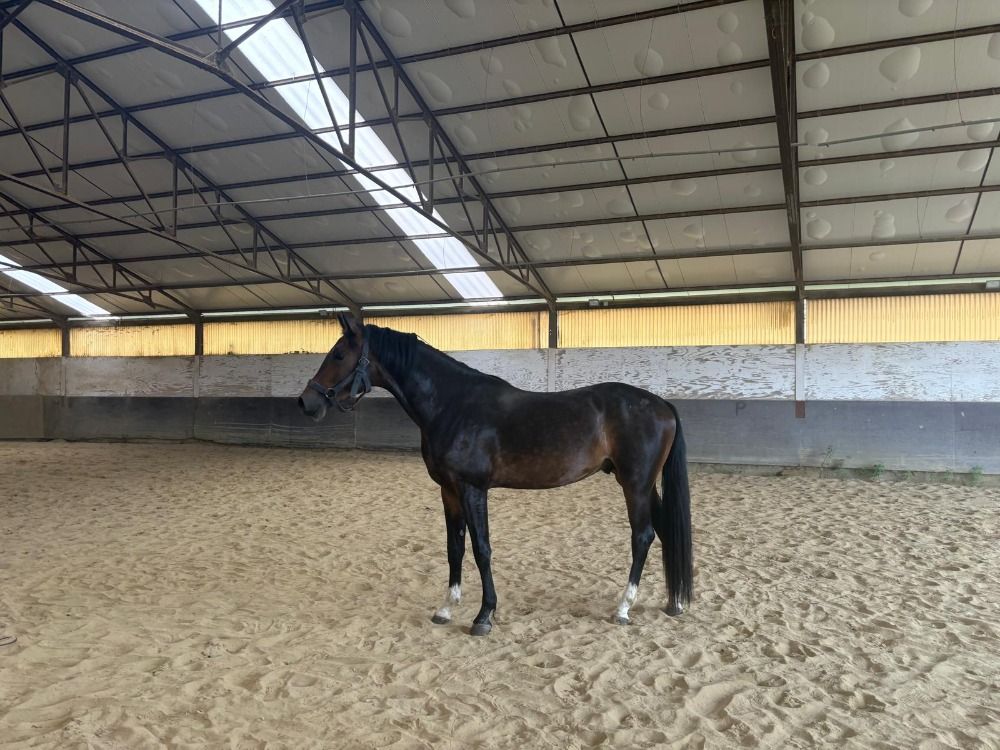 KWPN dressuurpaard Hengst 4 jaar Donkerbruin te koop - Foto 3