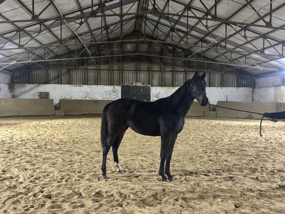 Dressuurpaarden te koop dressage