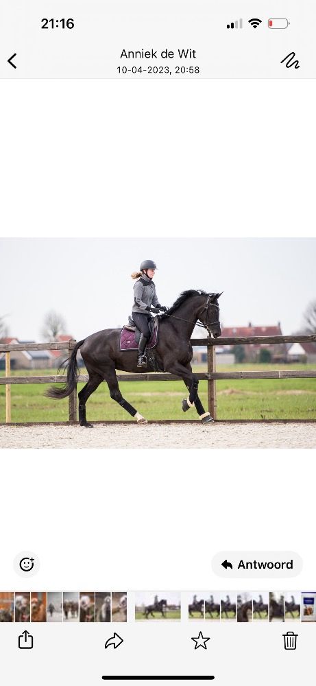KWPN dressuurpaard Merrie 6 jaar Zwart te koop - Foto 2