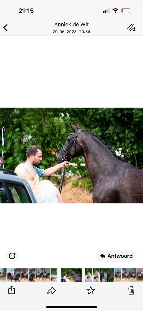 KWPN dressuurpaard Merrie 6 jaar Zwart te koop - Foto 3