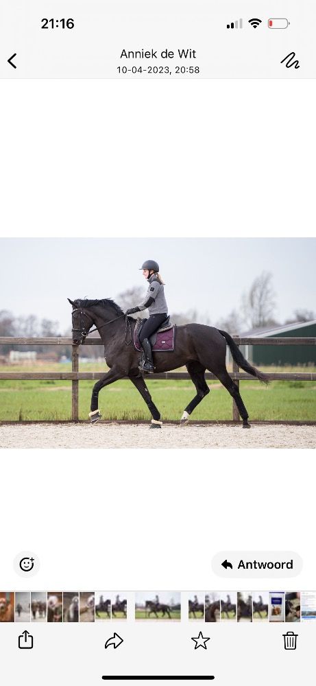 KWPN dressuurpaard Merrie 6 jaar Zwart te koop - Hoofdfoto