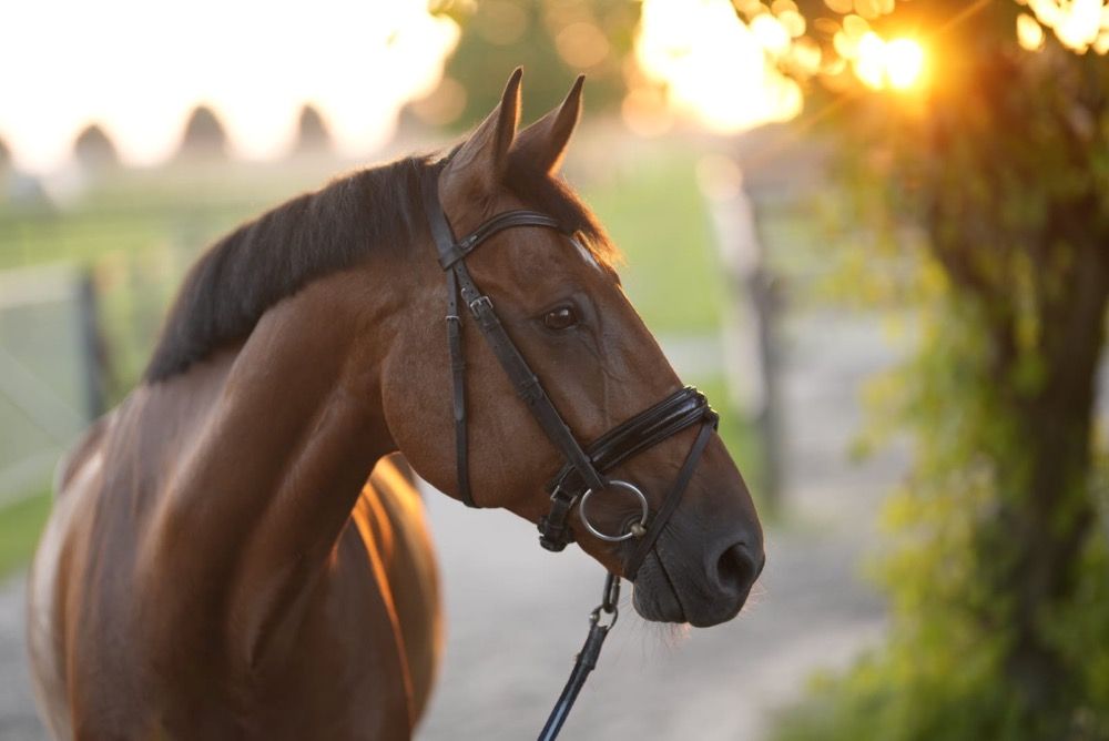 dressuurpaard Ruin 15 jaar Bruin te koop - Foto 2