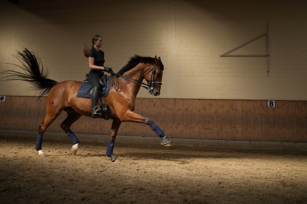 Te koop - St.George (Inter 2 in Training) Gelding