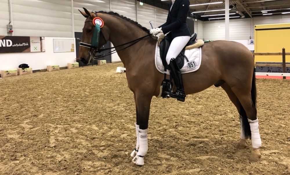 dressuurpaard Ruin 15 jaar Bruin te koop - Foto 3