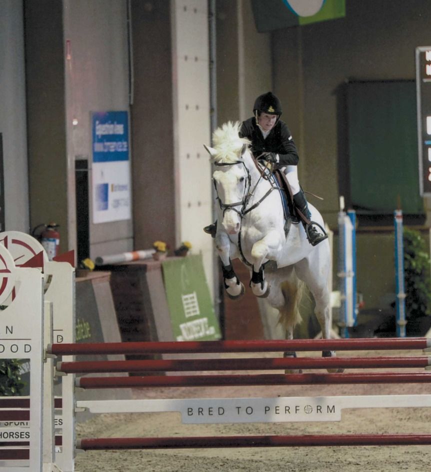 Zangersheide springpaard Ruin 16 jaar Schimmel te koop - Foto 2
