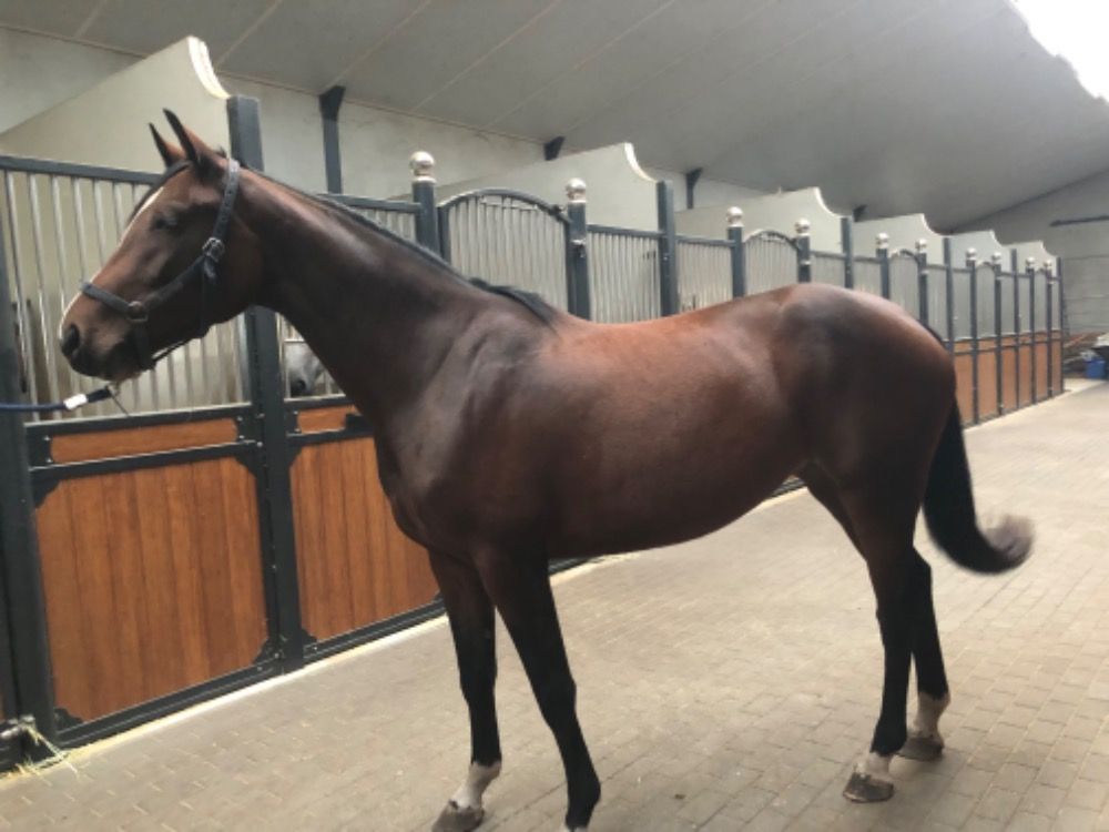 Zangersheide springpaard Merrie 3 jaar Bruin te koop - Hoofdfoto