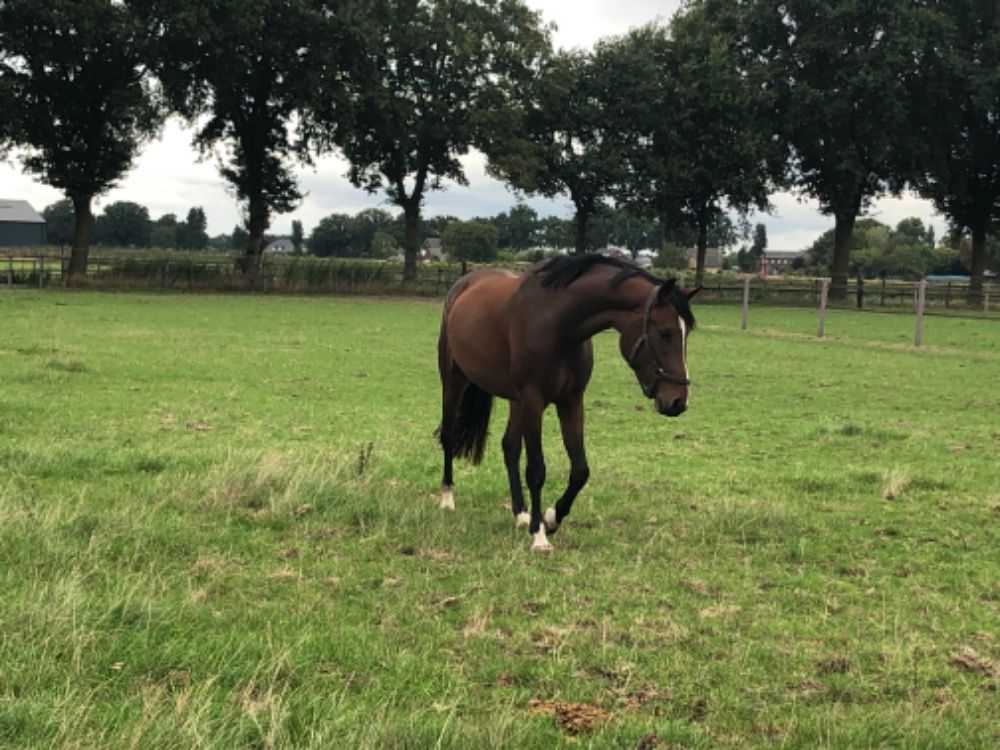 Zangersheide springpaard Merrie 3 jaar Bruin te koop - Foto 2