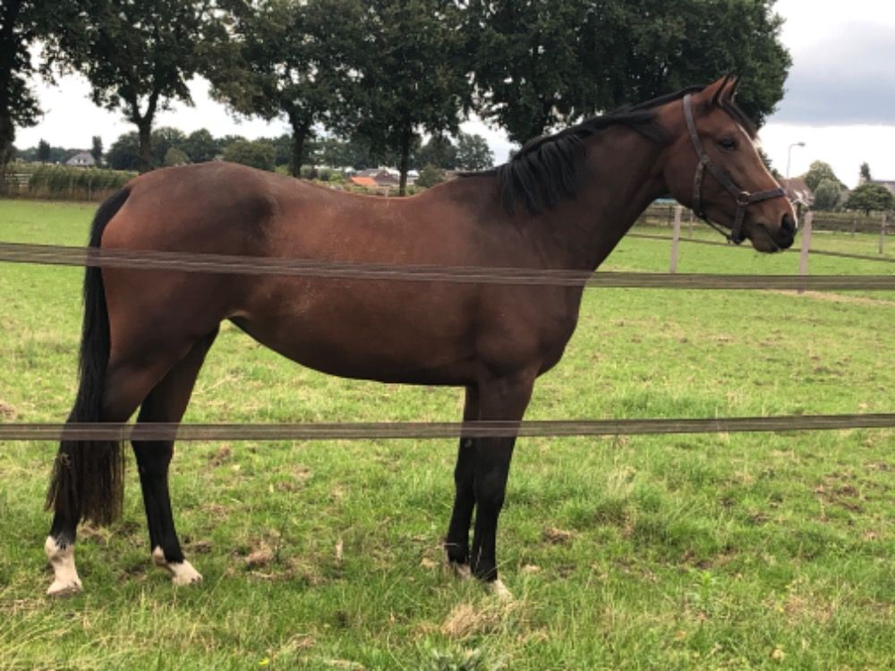 Zangersheide springpaard Merrie 3 jaar Bruin te koop - Foto 3