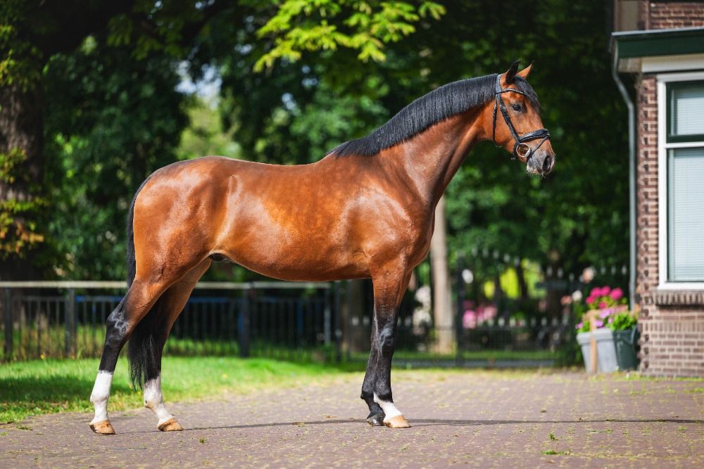 KWPN dressuurpaard Ruin 3 jaar Bruin te koop - Foto 2