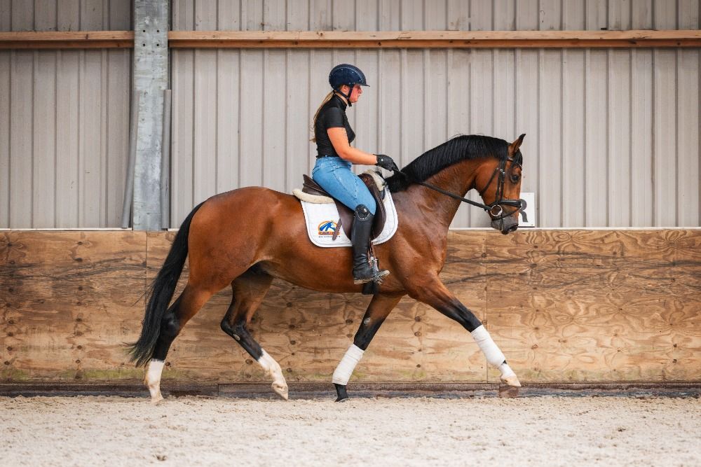 KWPN dressuurpaard Ruin 3 jaar Bruin te koop - Foto 3