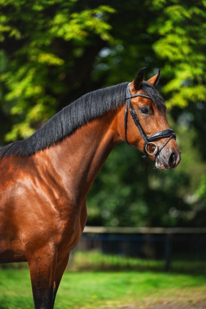 Stoere 3-jarige ruin (Oldenburg x Scandic) veelbelovend sportpaard met uitstraling