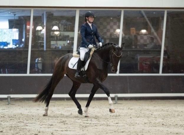 KWPN dressuurpaard Merrie 3 jaar Bruin te koop - Foto 2
