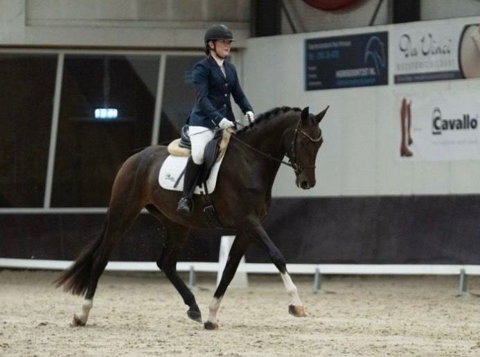 KWPN dressuurpaard Merrie 3 jaar Bruin te koop - Foto 3