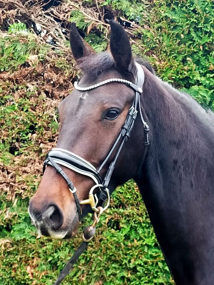KWPN dressuurpaard Merrie 3 jaar Bruin te koop - Foto 4