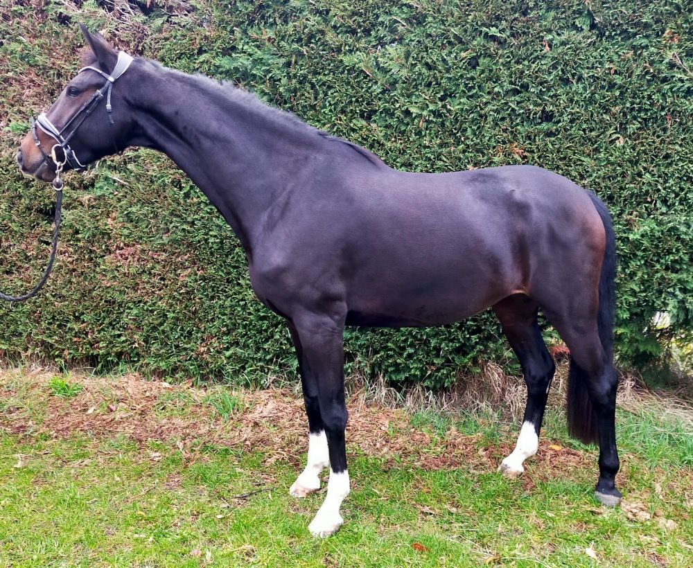 KWPN dressuurpaard Merrie 3 jaar Bruin te koop - Foto 5